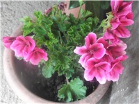 0955dc8c-Picture 003.jpg